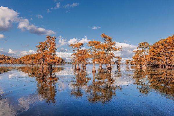 Jones, Adam 아티스트의 Bald cypress trees in autumn reflected on lake Caddo Lake-Uncertain-Texas작품입니다.